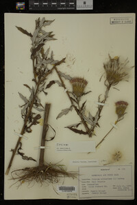 Image Associated With the Occurrence