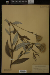 Image Associated With the Occurrence