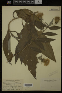 Image Associated With the Occurrence