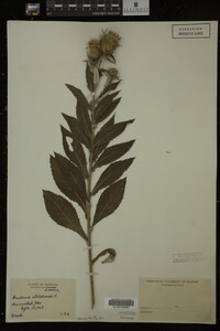 Image Associated With the Occurrence