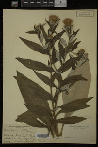 Image Associated With the Occurrence