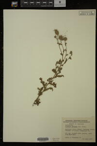 Cirsium arvense image