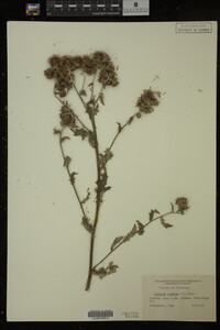 Cirsium arvense image