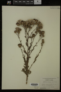 Cirsium arvense image