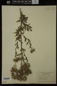 Cirsium arvense image