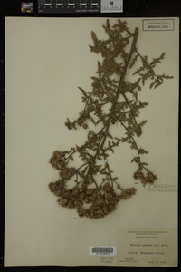 Cirsium arvense image