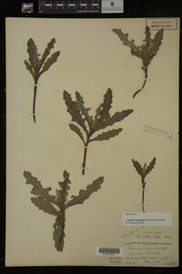 Cirsium arvense image