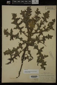 Cirsium arvense image