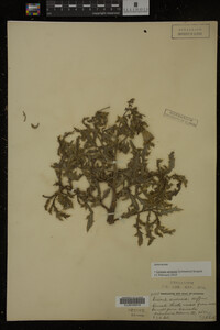 Cirsium arvense image