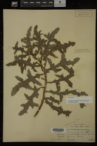 Cirsium arvense image