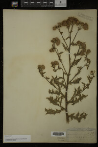 Cirsium arvense image