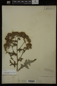 Cirsium arvense image