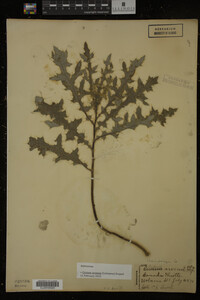 Cirsium arvense image