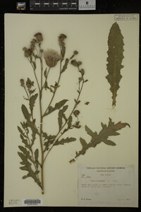 Cirsium arvense image