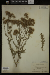 Cirsium arvense image