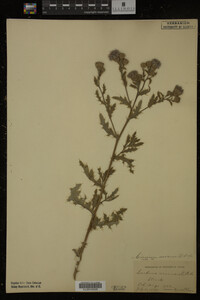 Cirsium arvense image