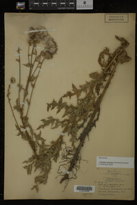 Cirsium arvense image