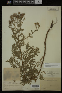 Cirsium arvense image