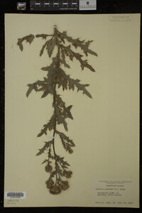 Cirsium arvense image