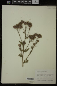 Cirsium arvense image