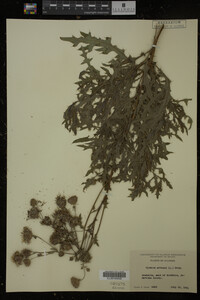 Cirsium arvense image