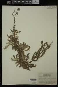 Cirsium arvense image