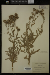 Cirsium arvense image