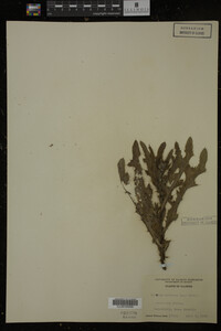 Cirsium arvense image