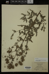 Cirsium arvense image