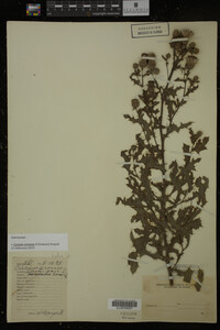 Cirsium arvense image