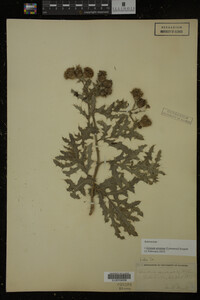 Cirsium arvense image