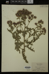 Cirsium arvense image