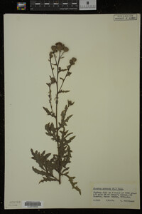 Cirsium arvense image