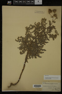 Cirsium arvense image