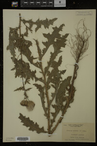 Cirsium arvense image