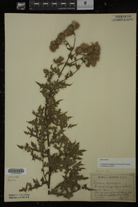 Cirsium arvense image