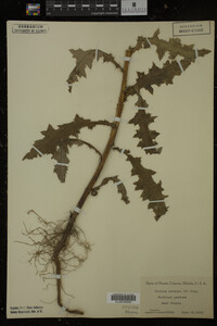 Cirsium arvense image