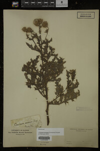 Cirsium arvense image
