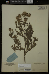 Cirsium arvense image