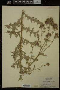 Cirsium arvense image