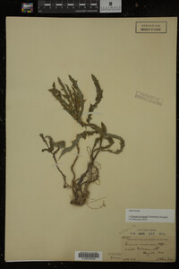 Cirsium arvense image