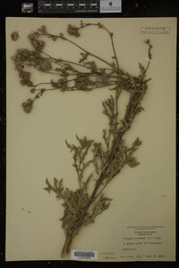 Cirsium arvense image