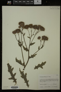 Cirsium arvense image