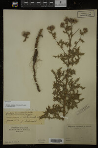 Cirsium arvense image