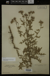 Cirsium arvense image