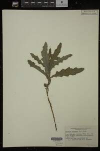 Cirsium arvense image