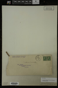 Cirsium arvense image