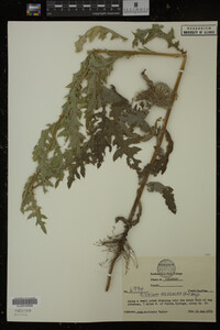 Cirsium arvense image