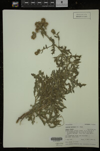 Cirsium arvense image