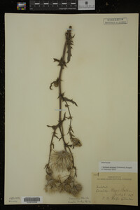 Cirsium arvense image